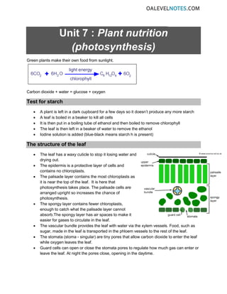 Unit 7 : Plant nutrition
(photosynthesis)
Green plants make their own food from sunlight.
Carbon dioxide + water = glucose + oxygen
Test for starch
• A plant is left in a dark cupboard for a few days so it doesn’t produce any more starch
• A leaf is boiled in a beaker to kill all cells
• It is then put in a boiling tube of ethanol and then boiled to remove chlorophyll
• The leaf is then left in a beaker of water to remove the ethanol
• Iodine solution is added (blue-black means starch h is present)
The structure of the leaf
• The leaf has a waxy cuticle to stop it losing water and
drying out.
• The epidermis is a protective layer of cells and
contains no chloroplasts.
• The palisade layer contains the most chloroplasts as
it is near the top of the leaf. It is here that
photosynthesis takes place. The palisade cells are
arranged upright so increases the chance of
photosynthesis.
• The spongy layer contains fewer chloroplasts,
enough to catch what the palisade layer cannot
absorb.The spongy layer has air spaces to make it
easier for gases to circulate in the leaf.
• The vascular bundle provides the leaf with water via the xylem vessels. Food, such as
sugar, made in the leaf is transported in the phloem vessels to the rest of the leaf.
• The stomata (stoma - singular) are tiny pores that allow carbon dioxide to enter the leaf
while oxygen leaves the leaf.
• Guard cells can open or close the stomata pores to regulate how much gas can enter or
leave the leaf. At night the pores close, opening in the daytime.
 