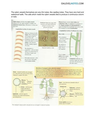 The xylem vessels themselves are very thin tubes, like capillary tubes. They have very hard and
waterproof walls. The cells which made the xylem vessels died to produce a continuous column
or tube.
 