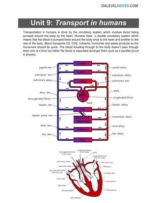 Unit 9: Transport in humans
Transportation in humans is done by the circulatory system which involves blood being
pumped around the body by the heart. Humans have a double circulatory system which
means that the blood is pumped twice around the body once to the heart and another to the
rest of the body. Blood transports O2, CO2, nutrients, hormones and waste products so the
movement should be quick. The blood traveling through to the body doesn’t pass through
them one at a time but rather the blood is separated amongst them such as a parallel circuit
in physics.
 