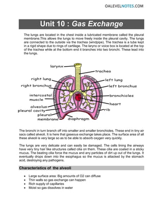 Unit 10 : Gas Exchange
The lungs are located in the chest inside a lubricated membrane called the pleural
membrane.This allows the lungs to move freely inside the pleural cavity. The lungs
are connected to the outside via the trachea (windpipe). The trachea is a tube kept
in a rigid shape due to rings of cartilage. The larynx or voice box is located at the top
of the trachea while at the bottom end it branches into two bronchi. These lead into
the lungs.
The bronchi in turn branch off into smaller and smaller bronchioles. These end in tiny air
sacs called alveoli. It is here that gaseous exchange takes place. The surface area of all
these alveoli is very large so as to be able to absorb oxygen very quickly.
The lungs are very delicate and can easily be damaged. The cells lining the airways
have very tiny hair like structures called cilia on them. These cilia are coated in a sticky
mucus. The beating cilia force the mucus and any particles of dirt up out of the lungs. It
eventually drops down into the esophagus so the mucus is attacked by the stomach
acid, destroying any pathogens.
Characteristics of the alveoli
• Large surface area: Big amounts of O2 can diffuse
• Thin walls so gas exchange can happen
• Rich supply of capillaries
• Moist so gas dissolves in water
 