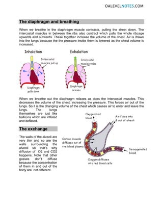The diaphragm and breathing
When we breathe in the diaphragm muscle contracts, pulling the sheet down. The
intercostal muscles in between the ribs also contract which pulls the whole ribcage
upwards and outwards. These together increase the volume of the chest. Air is drawn
into the lungs because the the pressure inside them is lowered as the chest volume is
increased.
When we breathe out the diaphragm relaxes as does the intercostal muscles. This
decreases the volume of the chest, increasing the pressure. This forces air out of the
lungs. So it is the changing volume of the chest which causes air to enter and leave the
lungs. The lungs
themselves are just like
balloons which are inflated
and deflated.
The exchange
The walls of the alveoli are
very thin and so are the
walls surrounding the
alveoli so that’s why
diffusion of O2 and CO2
happens. Note that other
gasses don’t diffuse
because the concentration
of them in and out of the
body are not different.
 
