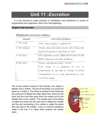 Unit 11 :Excretion
It is the removal of waste products of metabolism and substances in excess of
requirements from organisms. (don’t mix it with egesting).
Organs that excrete:
The urinary system consists of two kidneys, two ureters a
bladder and a urethra. The job of the kidney is to purify the
blood as it enters it. The blood is entered to the kidney by
the aorta and id filtered the clean blood then returns to the
heart and the urine then goes down the ureters and to the
bladder then to the urethra. The outside part of the kidney
is called the cortex and the inner part is called the medulla
and the part connecting to the ureters is called the pelvis
(the very part in the middle). Urea is a harmful substance
made in the liver it is made when proteins are broken
down.
 