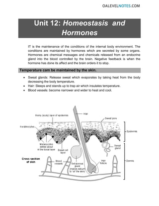 Unit 12: Homeostasis and
Hormones
IT is the maintenance of the conditions of the internal body environment. The
conditions are maintained by hormones which are secreted by some organs.
Hormones are chemical messages and chemicals released from an endocrine
gland into the blood controlled by the brain. Negative feedback is when the
hormone has done its affect and the brain orders it to stop.
Temperature cam be maintained by the skin.
• Sweat glands: Release sweat which evaporates by taking heat from the body
decreasing the body temperature.
• Hair: Sleeps and stands up to trap air which insulates temperature.
• Blood vessels: become narrower and wider to heat and cool.
 