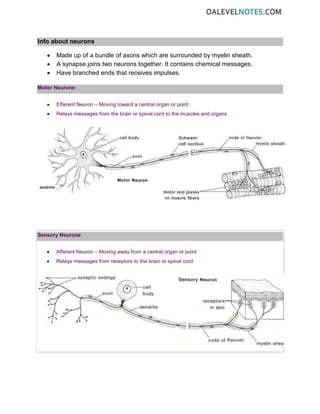 Info about neurons
• Made up of a bundle of axons which are surrounded by myelin sheath.
• A synapse joins two neurons together. It contains chemical messages.
• Have branched ends that receives impulses.
Motor Neurone:
• Efferent Neuron – Moving toward a central organ or point
• Relays messages from the brain or spinal cord to the muscles and organs
Sensory Neurone:
• Afferent Neuron – Moving away from a central organ or point
• Relays messages from receptors to the brain or spinal cord
 