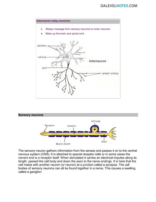 Interneuron (relay neurone):
• Relays message from sensory neurone to motor neurone
• Make up the brain and spinal cord
Sensory neurone
The sensory neuron gathers information from the senses and passes it on to the central
nervous system (CNS). It is attached to special receptor cells or in some cases the
nerve's end is a receptor itself. When stimulated it carries an electrical impulse along its
length, passed the cell body and down the axon to the nerve endings. It is here that the
cell meets with another neuron (or neuron) at a junction called a synapse. The cell
bodies of sensory neurons can all be found together in a nerve. This causes a swelling
called a ganglion.
 