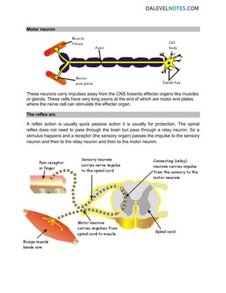 Motor neuron
These neurons carry impulses away from the CNS towards effecter organs like muscles
or glands. These cells have very long axons at the end of which are motor end plates
where the nerve cell can stimulate the effecter organ.
The reflex arc
A reflex action is usually quick passive action it is usually for protection. The spinal
reflex does not need to pass through the brain but pass through a relay neuron. So a
stimulus happens and a receptor (the sensory organ) passes the impulse to the sensory
neuron and then to the relay neuron and then to the motor neuron.
 