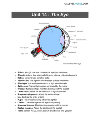 Unit 14 : The Eye
• Sclera: a tough coat that protects the eye from the inside.
• Choroid: A layer that absorbs light so no internal reflection happens
• Retina: contains light sensitive cells.
• Yellow spot: The highest concentration of rods and cones
• Blind spot: the least concentration of light sensitive cells
• Optic nerve: Transmits impulses generated by the retina.
• Vitreous humour: Helps maintain the shape of the eyeball
• Lense: Responsible for the refraction of light in the eye
• Suspensory ligament: Adjust the lenses shape
• Iris: Controls the entry of light.
• Pupil: The circular opening which lets light in
• Cornea: The outer layer of the eye (transparent)
• Aqueous Humour: Maintains the curvature of the choroid
• Rectus muscles: Adjust the position of the eyeball
• Tears: contain NACL, water, sodium bicarbonate and lysozem
 