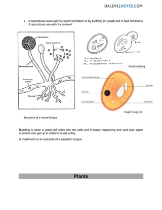 • It reproduces asexually by spore formation or by budding (in yeast) but in bad conditions
it reproduces sexually for survival
Budding is when a yeast cell splits into two cells and it keeps happening over and over again
numbers can get up to millions in just a day.
A mushroom is an example of a parasitic fungus.
Plants
Structure of a mould fungus
Yeast budding
Single fungi cell
 