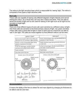 The retina is the light sensitive layer which is responsible for 'seeing' light. The retina is
composed of two types of light sensitive cells.
Rod cells
These cells are capable of seeing only different degree's of light intensity and cannot
distinguish colour. As a result they can only see in black and white. They are able to
sense low levels of light and so are used for seeing in dim light such as at night but do
not work in bright light.
Cone Cells
There are three different types of cone cell, each sensitive to a different colour of light.
The three cells are sensitive to the three primary colours of light, red, green and blue.
These cells need a great deal of light in order to work and as a result are not able to
'see' in dim light. The cells are mixed together so that different colours can be seen.
Accommodation
It means the ability of the lens to detect far and near objects by changing its thickness to
be able to see far and near.
 