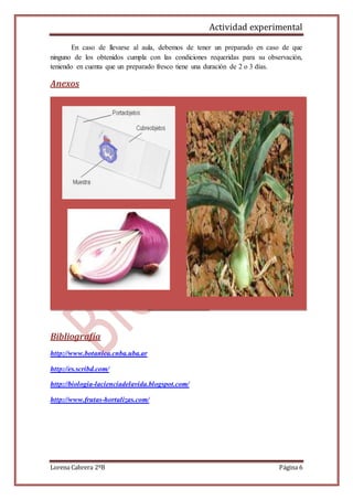 Actividad experimental
Lorena Cabrera 2ºB Página 6
En caso de llevarse al aula, debemos de tener un preparado en caso de que
ninguno de los obtenidos cumpla con las condiciones requeridas para su observación,
teniendo en cuenta que un preparado fresco tiene una duración de 2 o 3 días.
Anexos
Bibliografía
http://www.botanica.cnba.uba.ar
http://es.scribd.com/
http://biologia-lacienciadelavida.blogspot.com/
http://www.frutas-hortalizas.com/
 