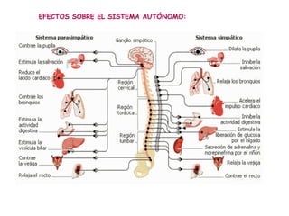 EFECTOS SOBRE EL SISTEMA AUTÓNOMO:
 