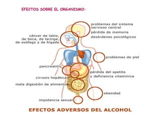 EFECTOS SOBRE EL ORGANISMO:
 