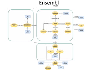 Ensembl
 