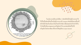 oogenesis | PDF