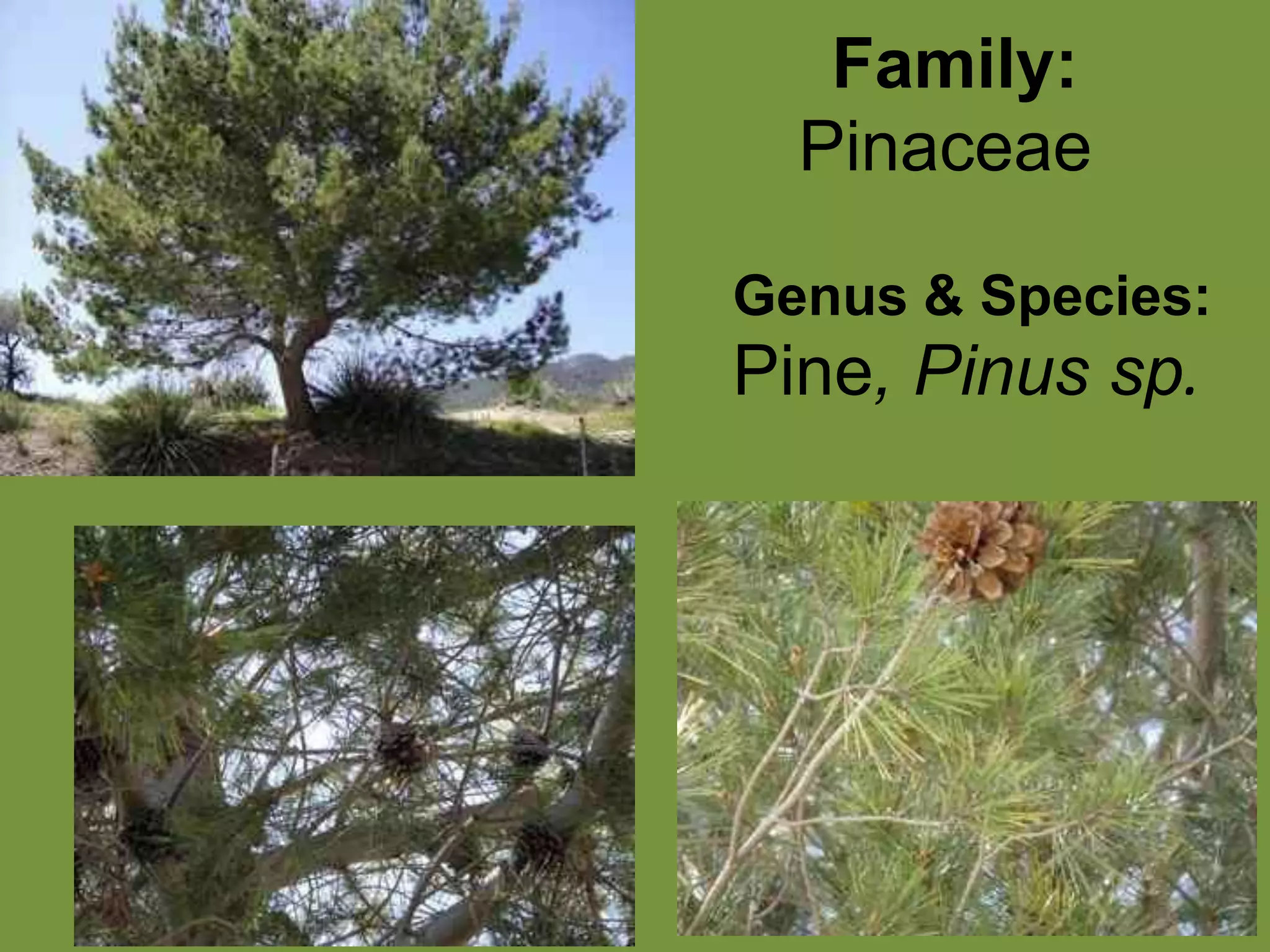  Family: PinaceaeGenus & Species:Pine, Pinus sp.