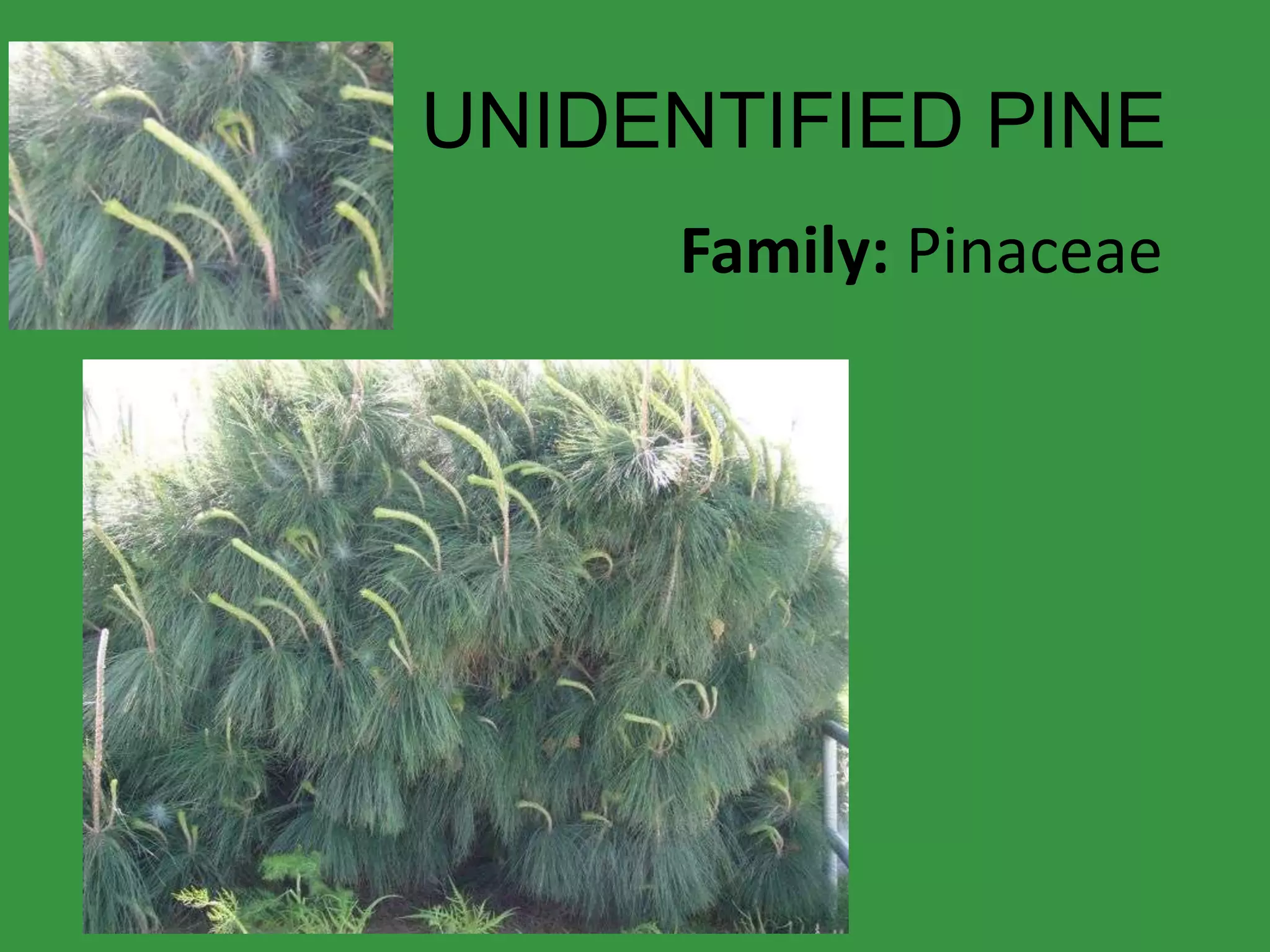 UNIDENTIFIED PINEFamily: Pinaceae