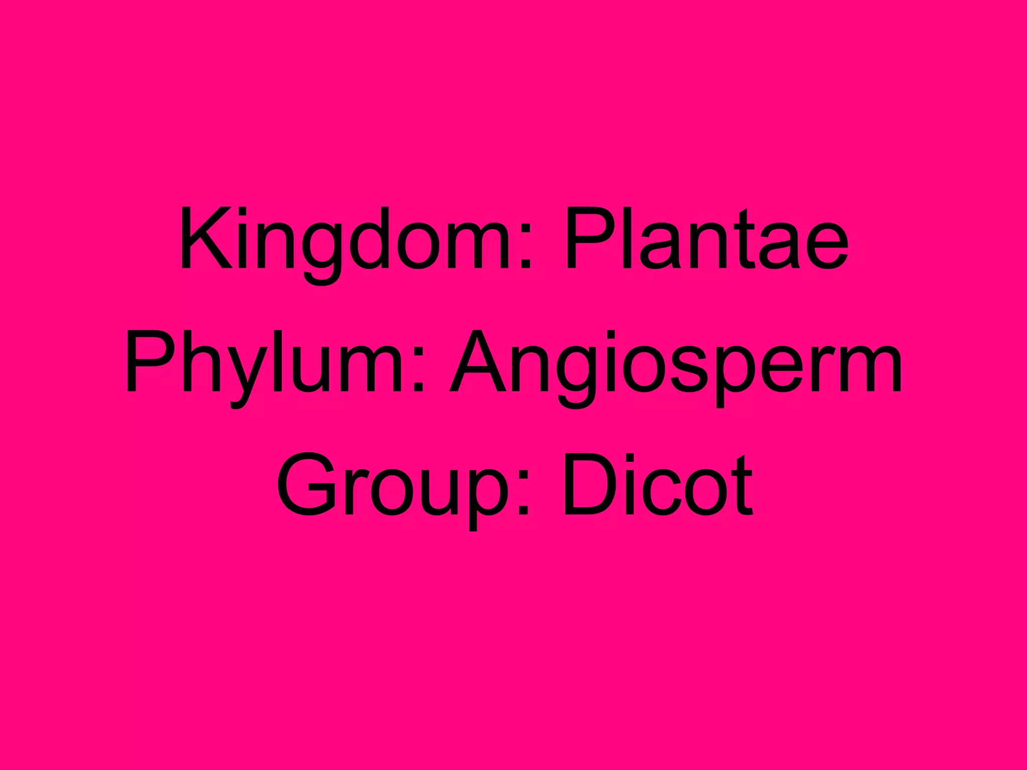 Kingdom: PlantaePhylum: AngiospermGroup: Dicot