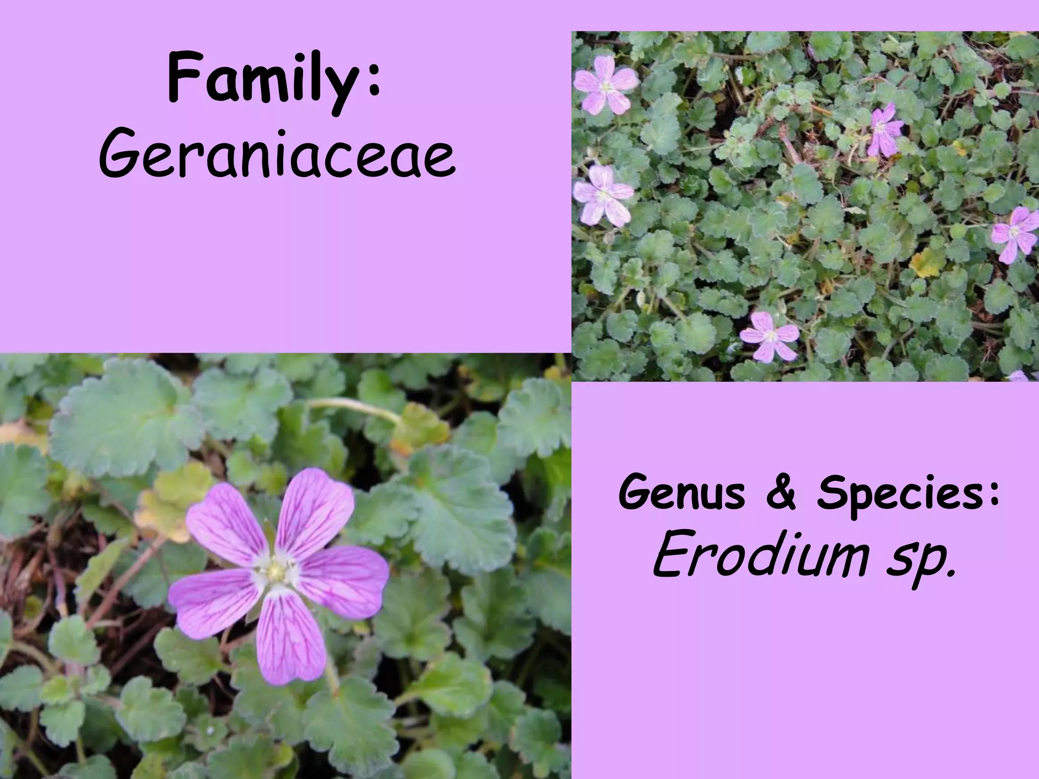 Family: GeraniaceaeGenus & Species:Erodium sp. 