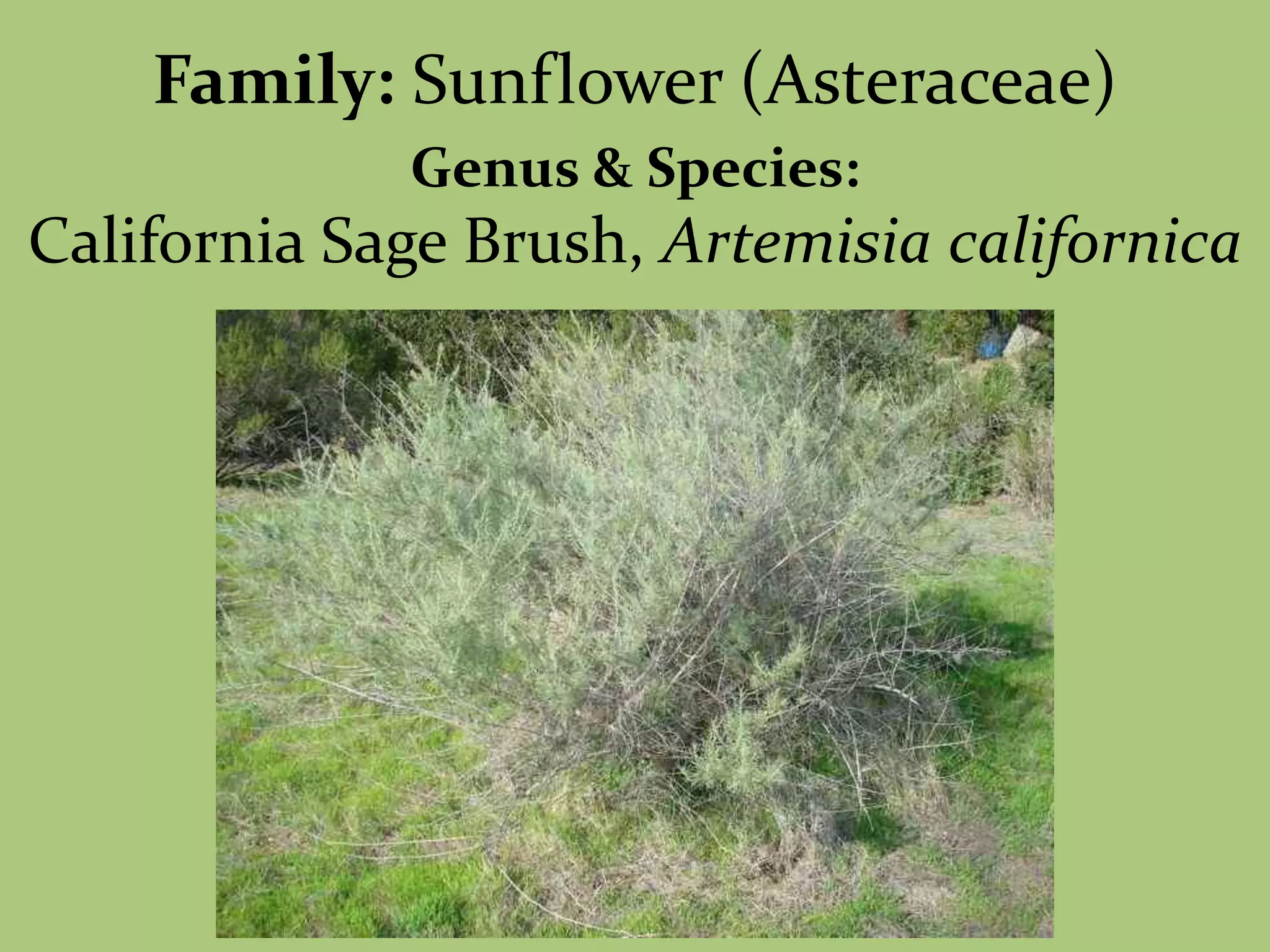 Family: Sunflower (Asteraceae)Genus & Species:California Sage Brush, Artemisia californica