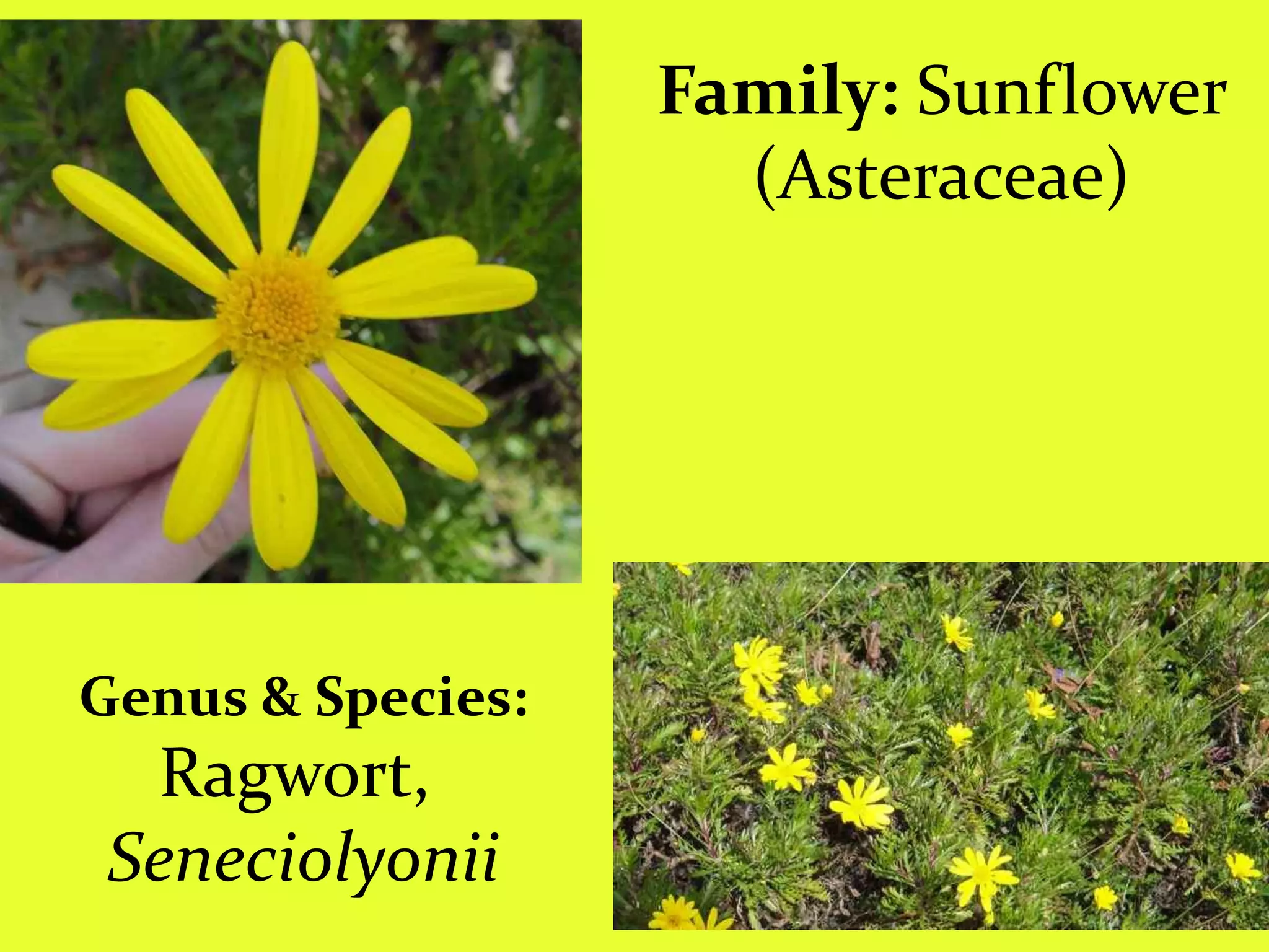 Family: Sunflower (Asteraceae)Genus & Species:Ragwort, Seneciolyonii