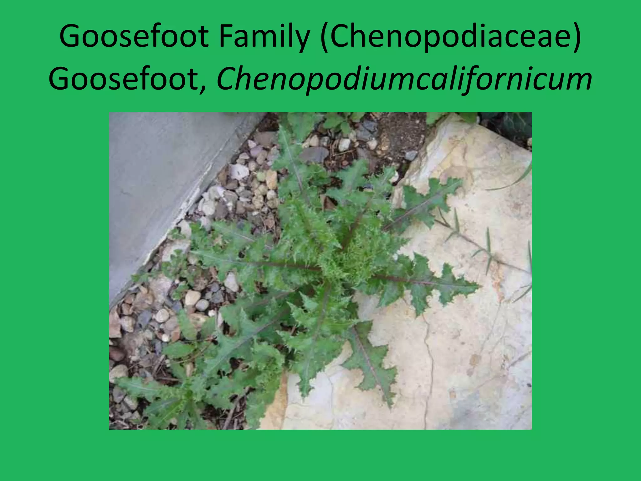 Goosefoot Family (Chenopodiaceae)Goosefoot, Chenopodiumcalifornicum