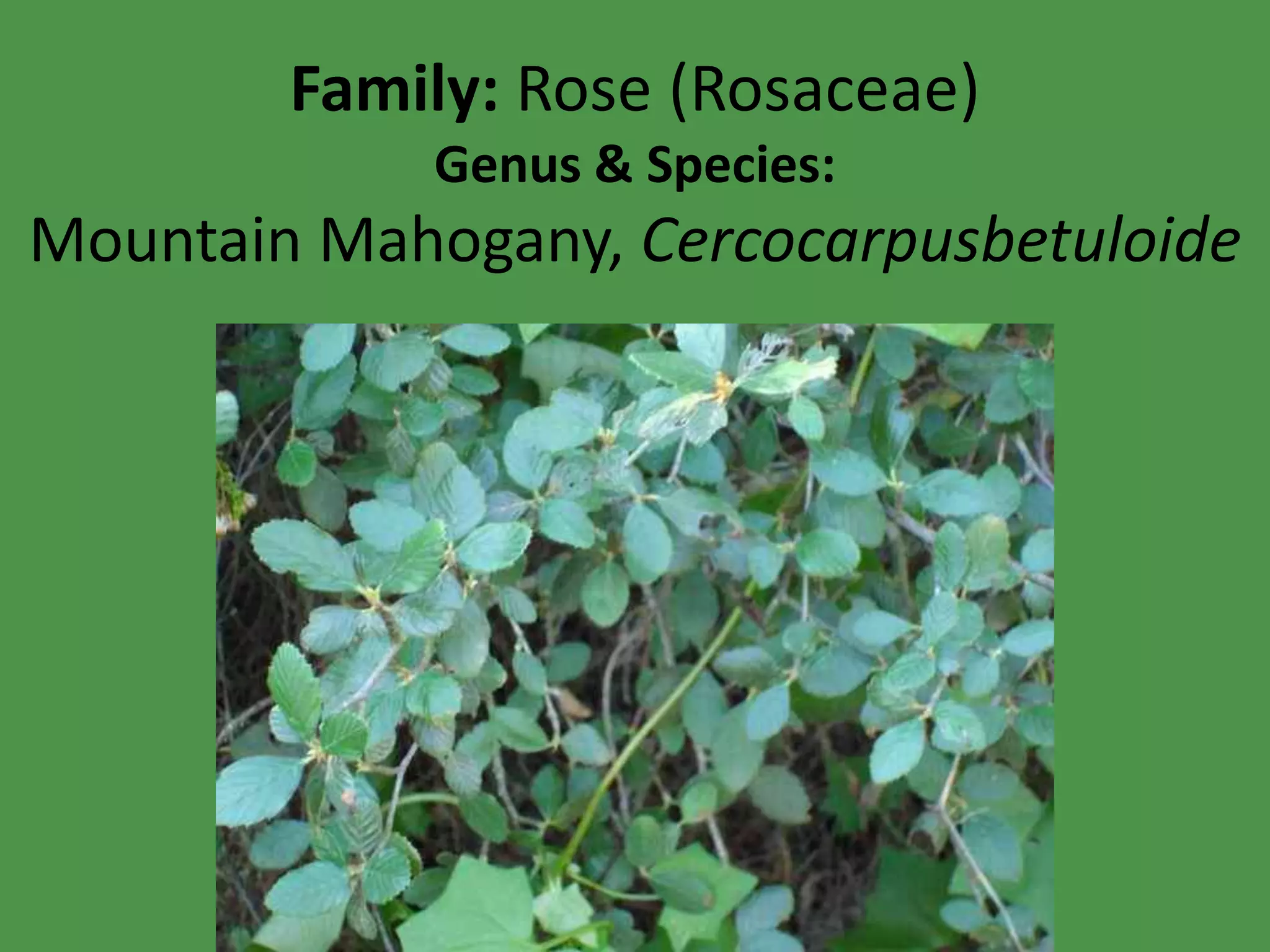Family: Rose (Rosaceae)Genus & Species: Mountain Mahogany, Cercocarpusbetuloide