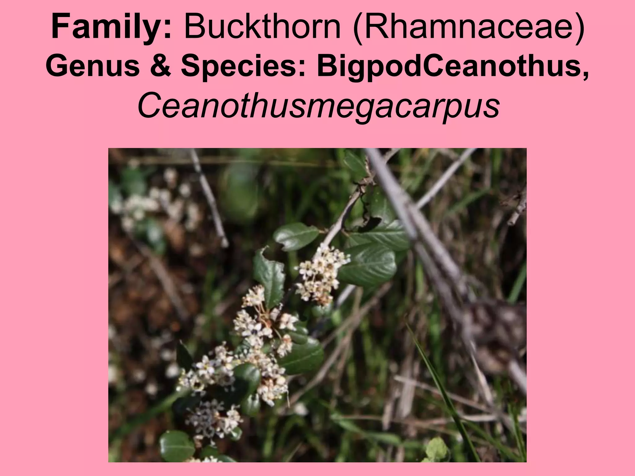 Family: Buckthorn (Rhamnaceae)Genus & Species: BigpodCeanothus, Ceanothusmegacarpus