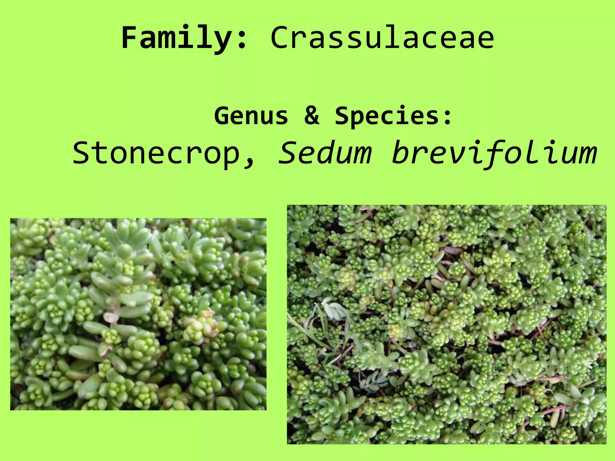 Family: CrassulaceaeGenus & Species:Stonecrop, Sedum brevifolium