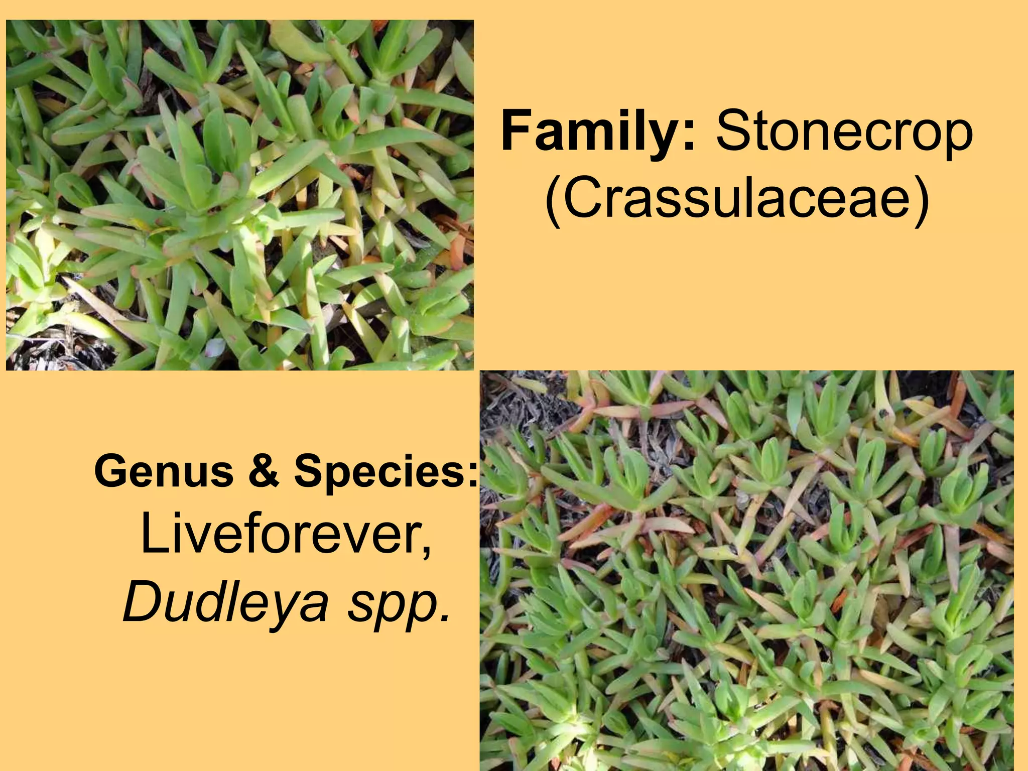 Family: Stonecrop (Crassulaceae)Genus & Species:Liveforever,Dudleya spp.