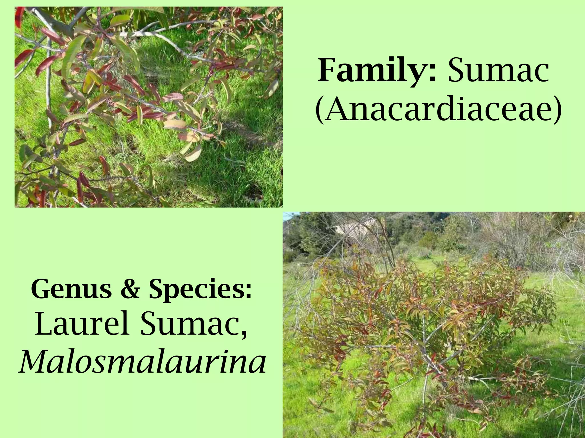Family: Sumac (Anacardiaceae)Genus & Species:Laurel Sumac, Malosmalaurina