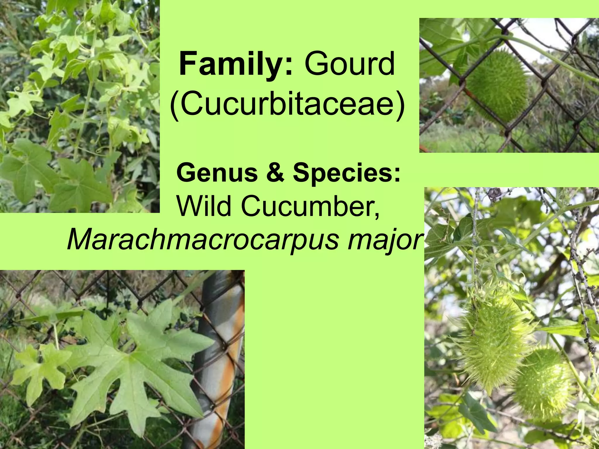 Family: Gourd (Cucurbitaceae) Genus & Species:Wild Cucumber, Marachmacrocarpus major