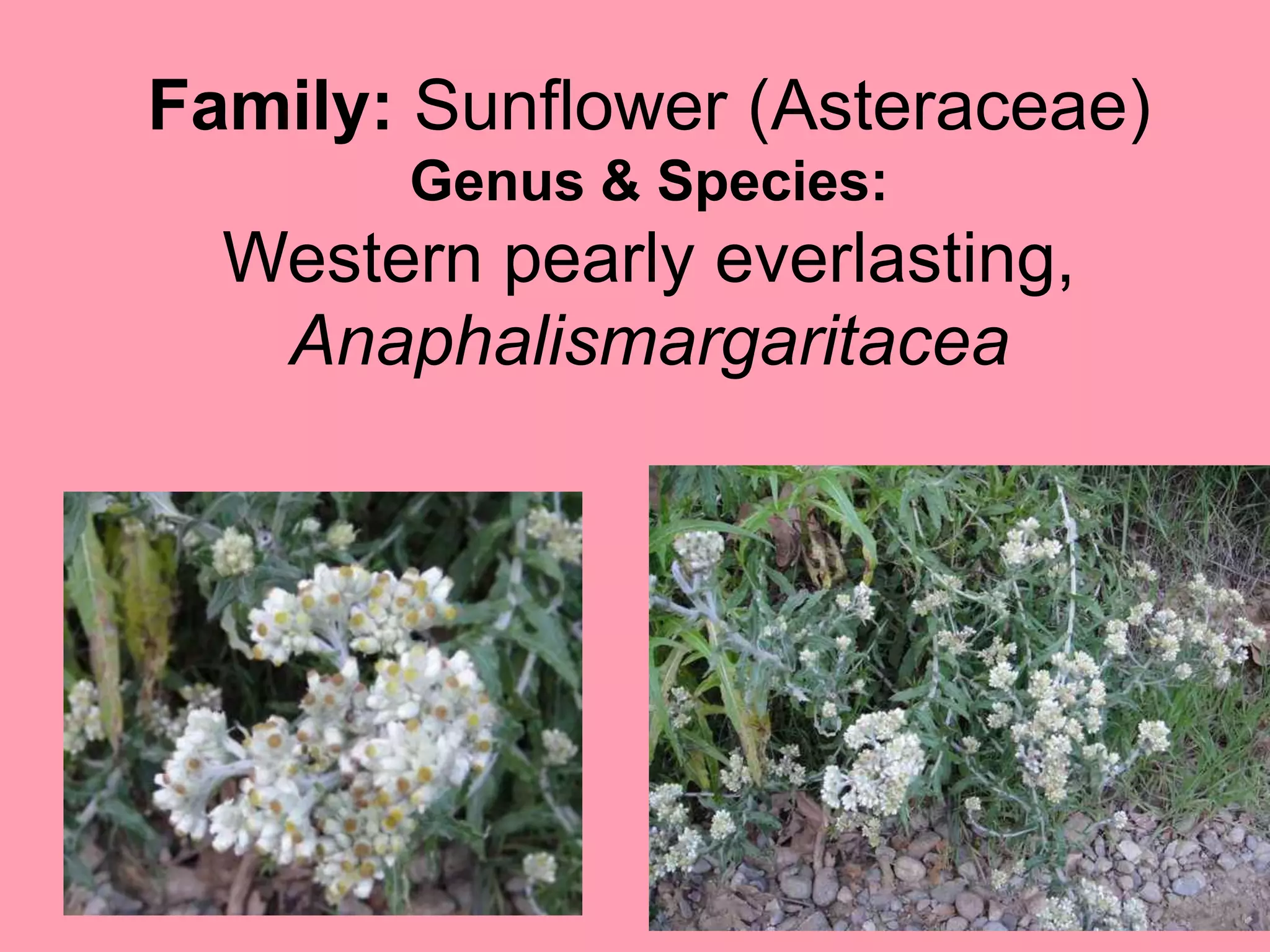 Family: Sunflower (Asteraceae)Genus & Species:Western pearly everlasting, Anaphalismargaritacea