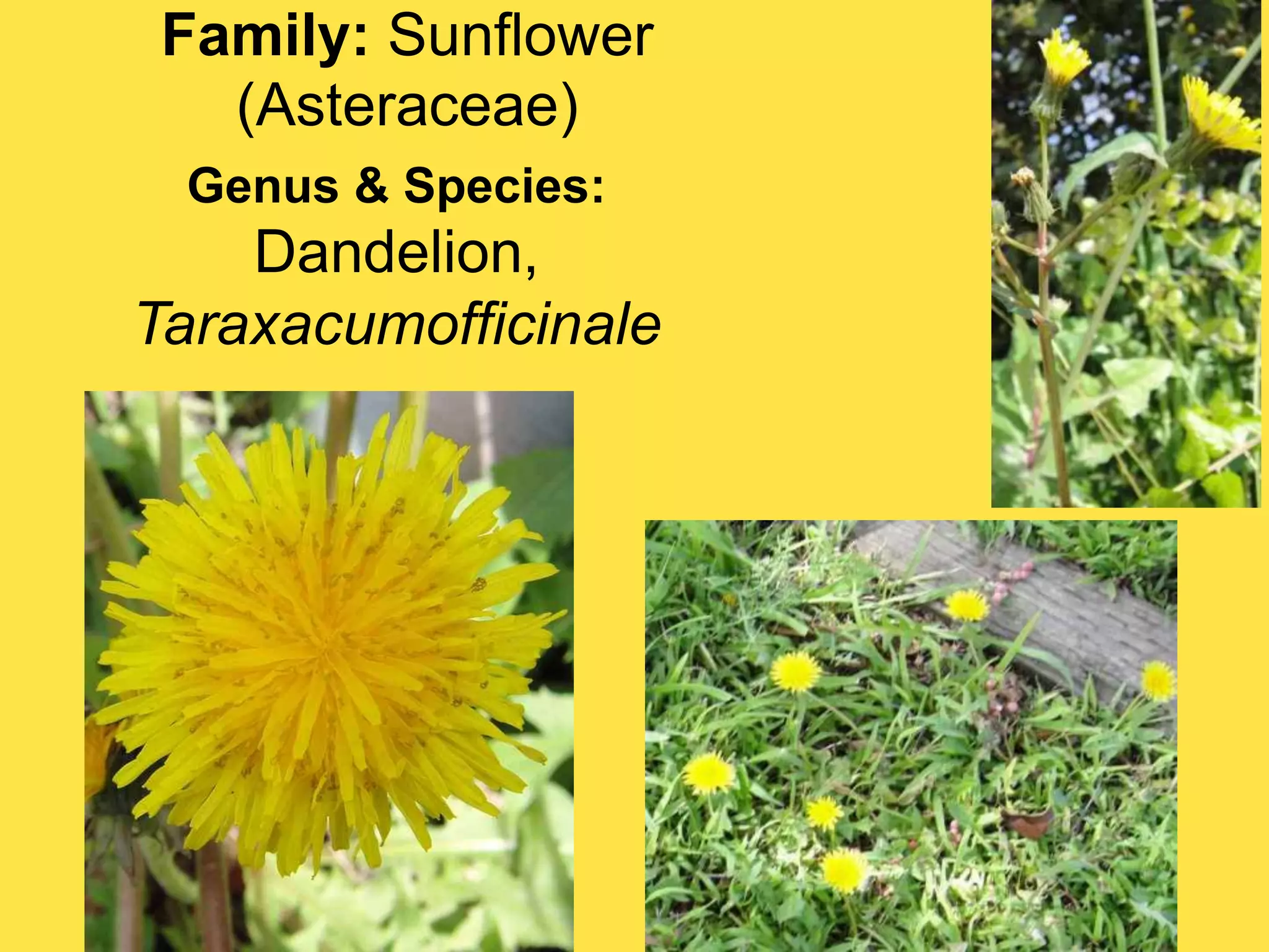 Family: Sunflower (Asteraceae)Genus & Species:Dandelion,Taraxacumofficinale