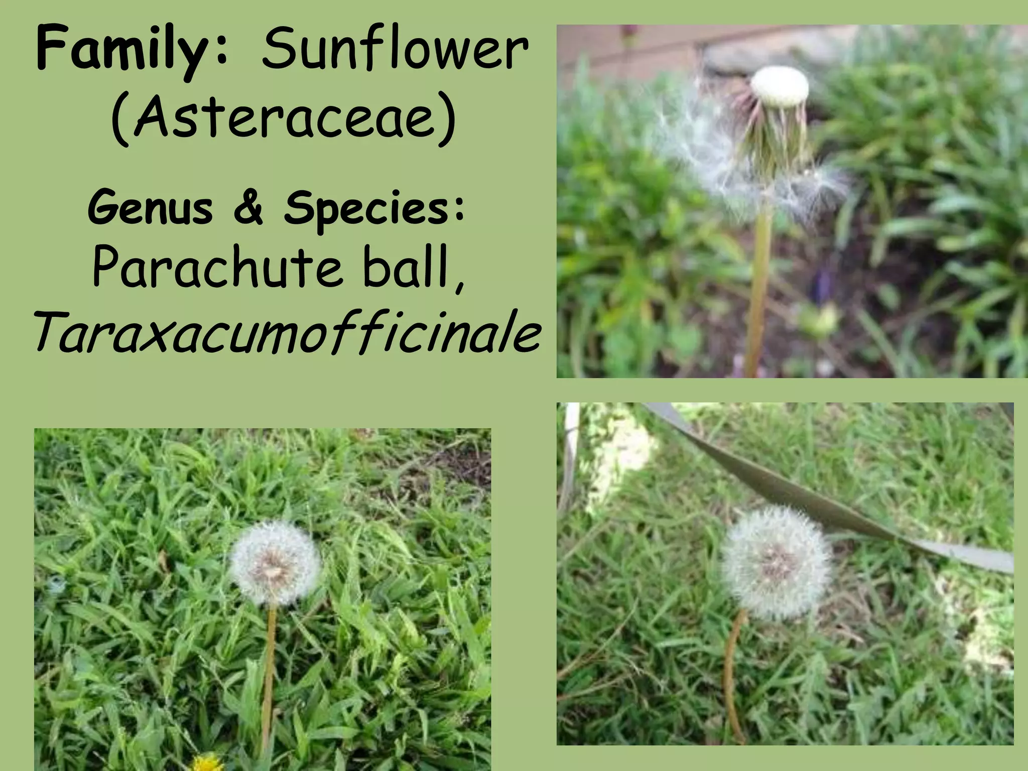 Family: Sunflower (Asteraceae)Genus & Species:Parachute ball, Taraxacumofficinale