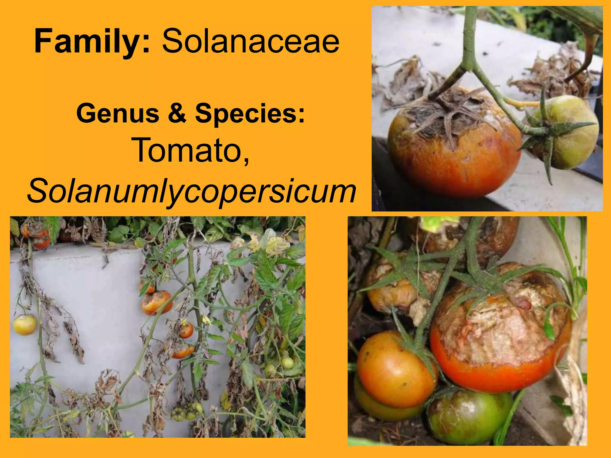 Family: SolanaceaeGenus & Species:Tomato,Solanumlycopersicum