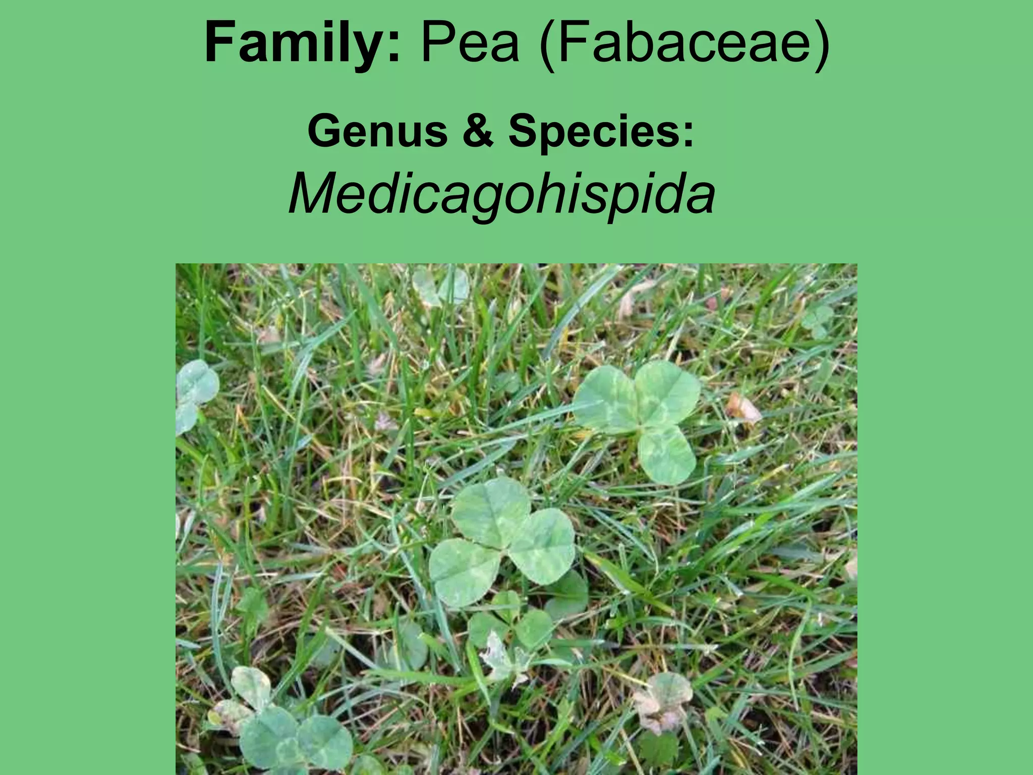 Family: Pea (Fabaceae)Genus & Species:Medicagohispida