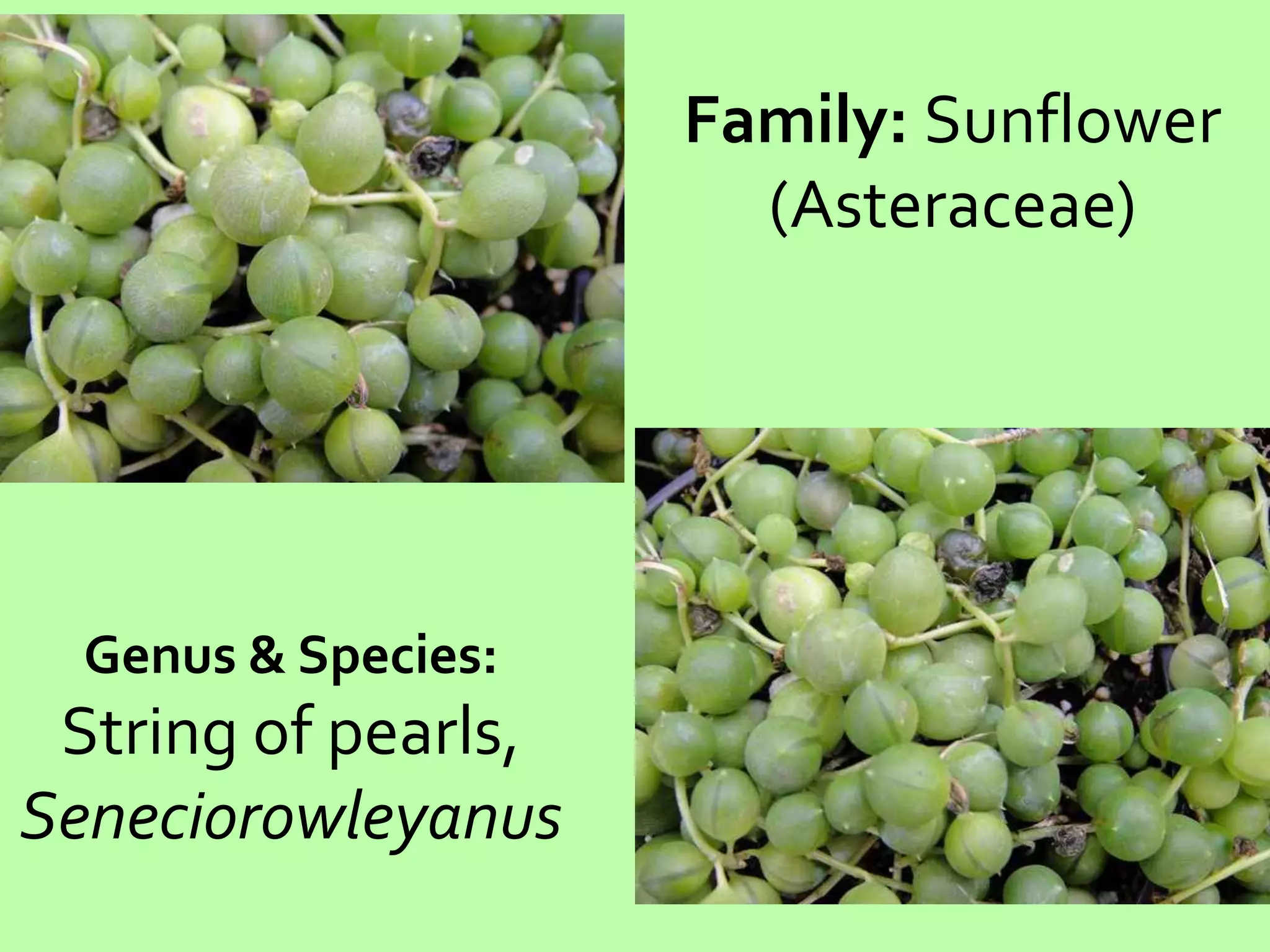 Family: Sunflower (Asteraceae)Genus & Species:String of pearls,Seneciorowleyanus