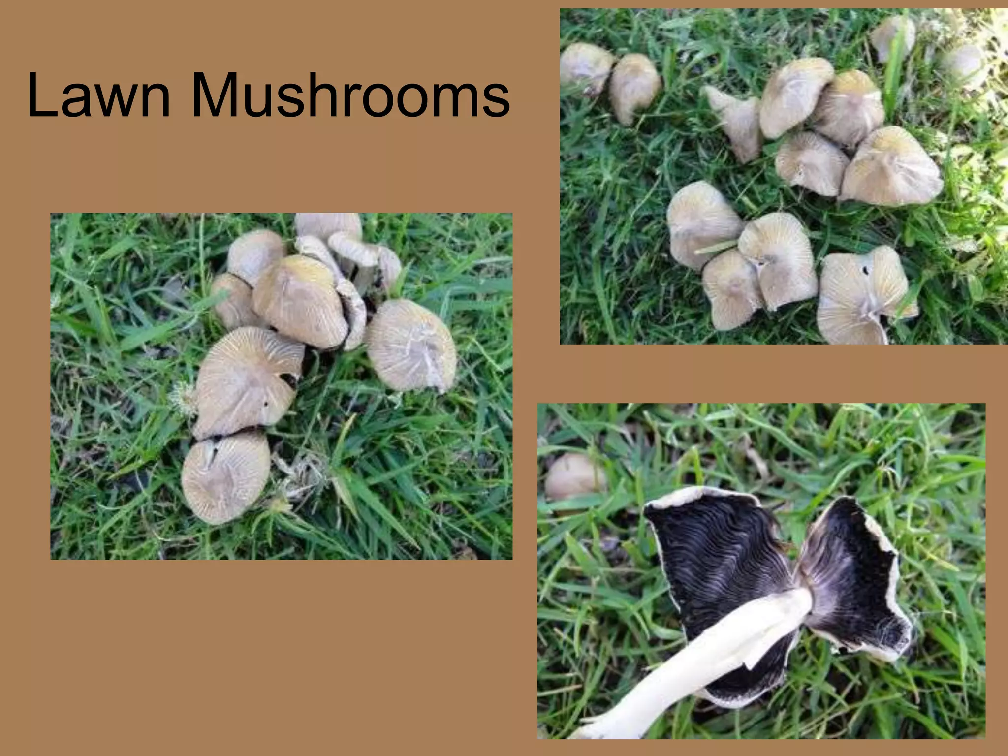 Lawn Mushrooms