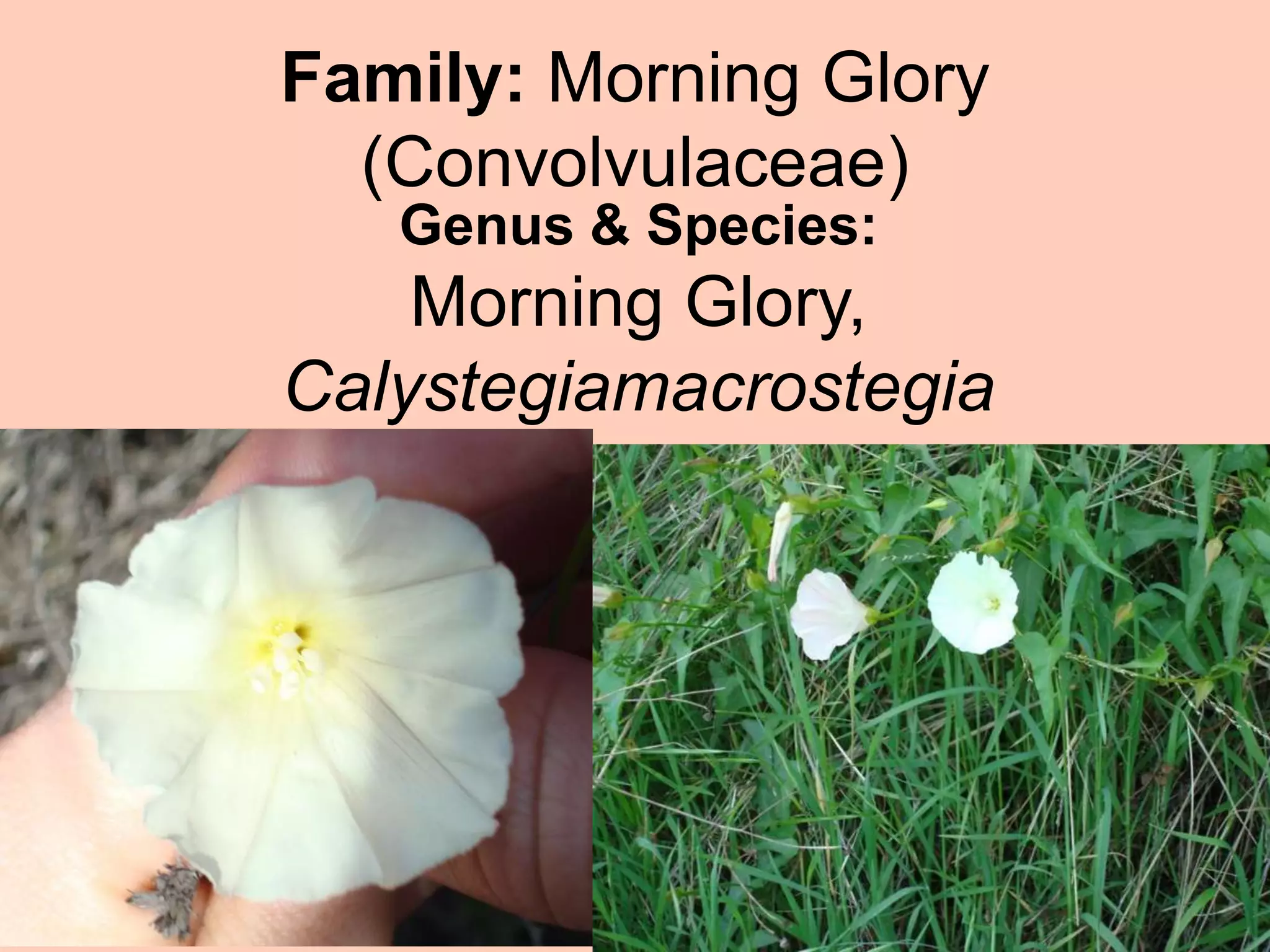 Family: Morning Glory (Convolvulaceae)Genus & Species: Morning Glory, Calystegiamacrostegia