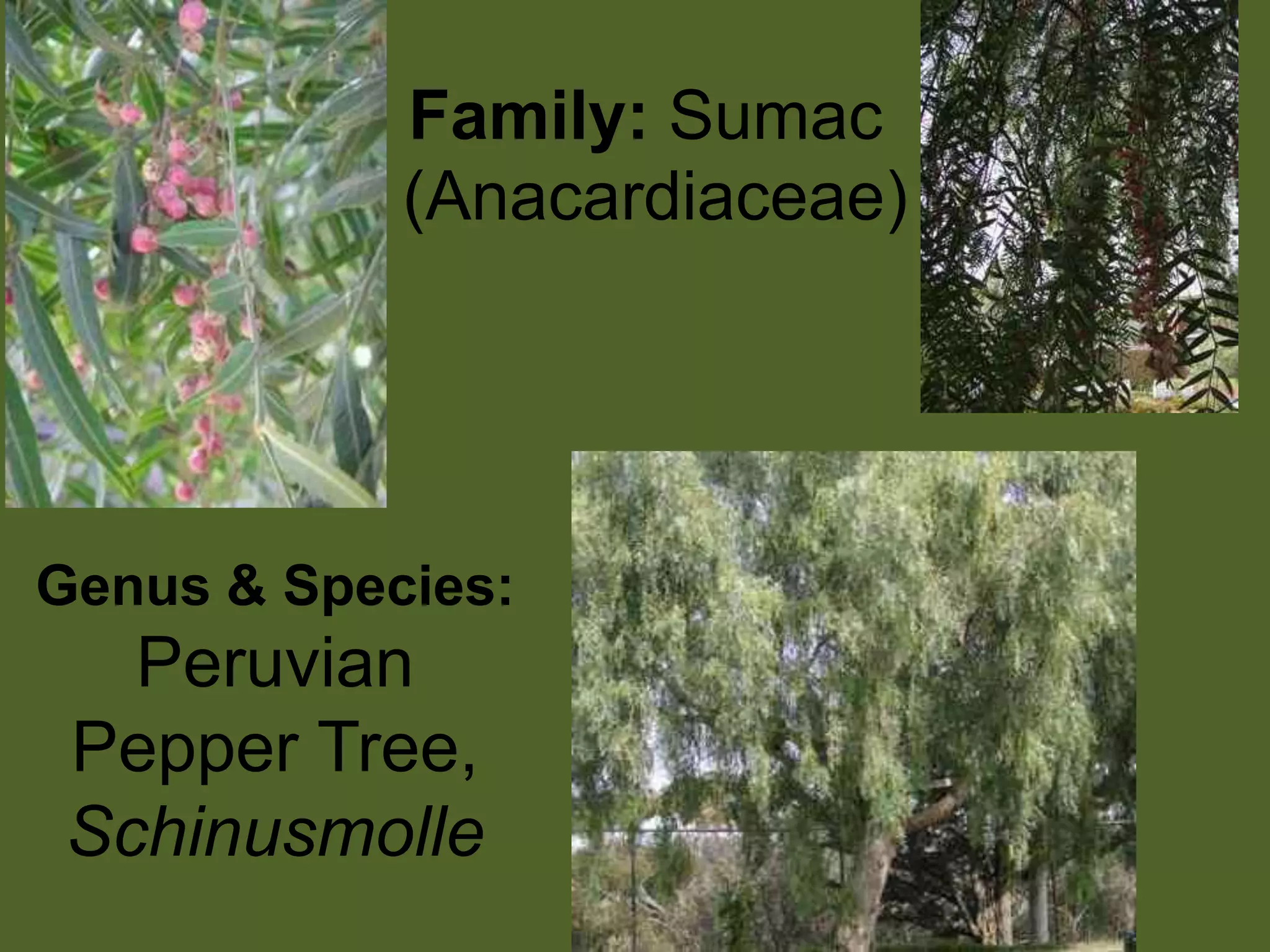 Family: Sumac (Anacardiaceae)Genus & Species:Peruvian Pepper Tree, Schinusmolle