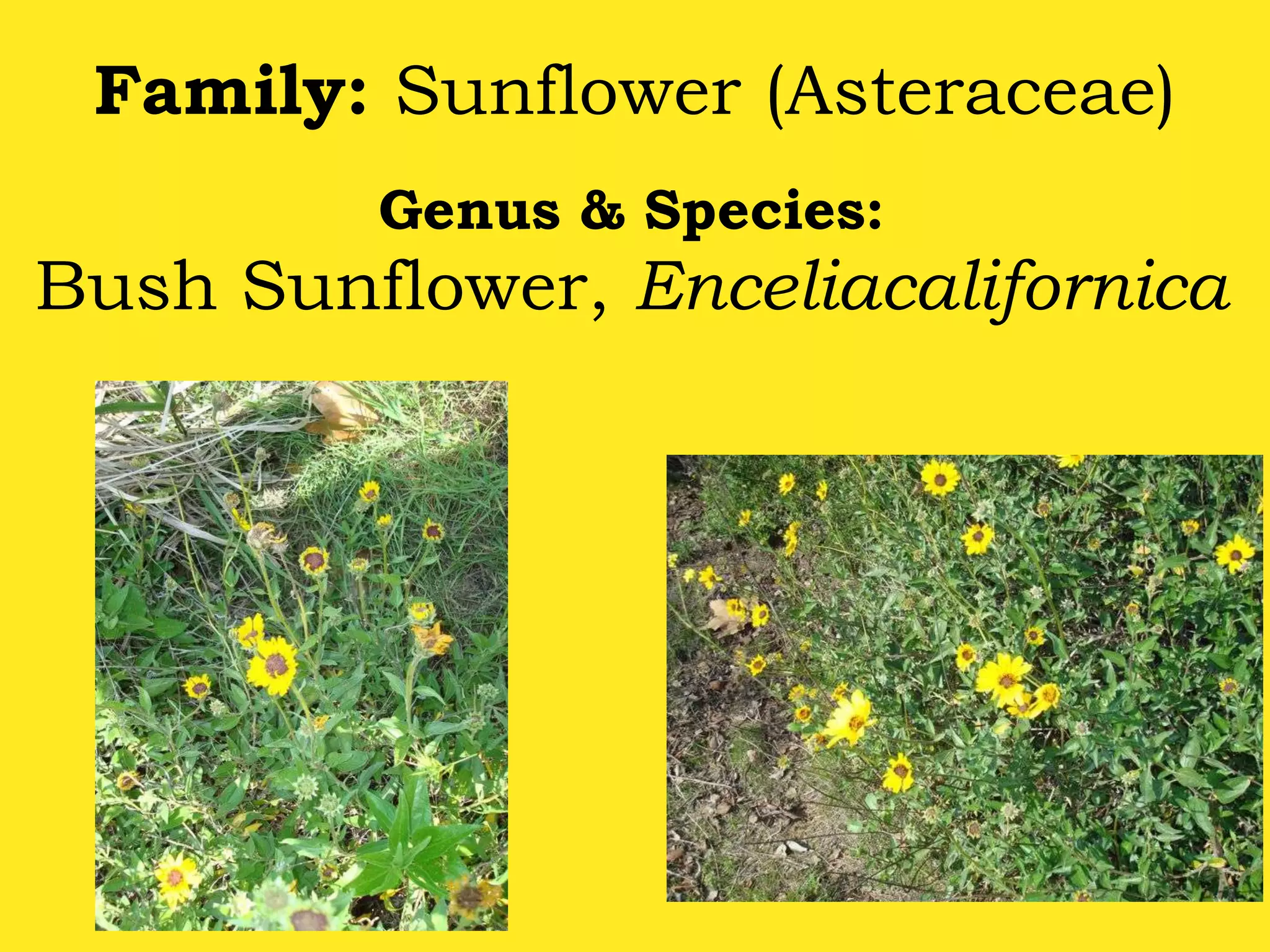 Family: Sunflower (Asteraceae)Genus & Species: Bush Sunflower, Enceliacalifornica