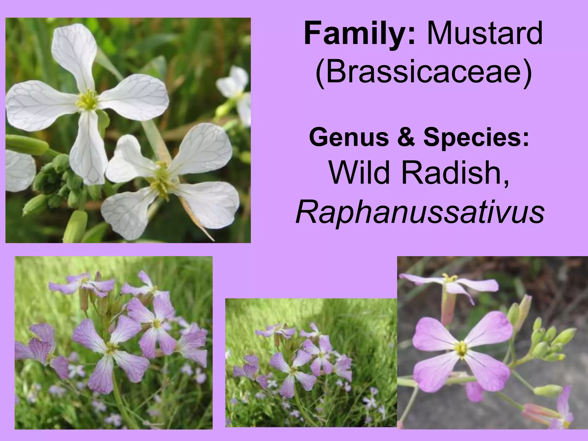 Family: Mustard (Brassicaceae)Genus & Species:Wild Radish, Raphanussativus