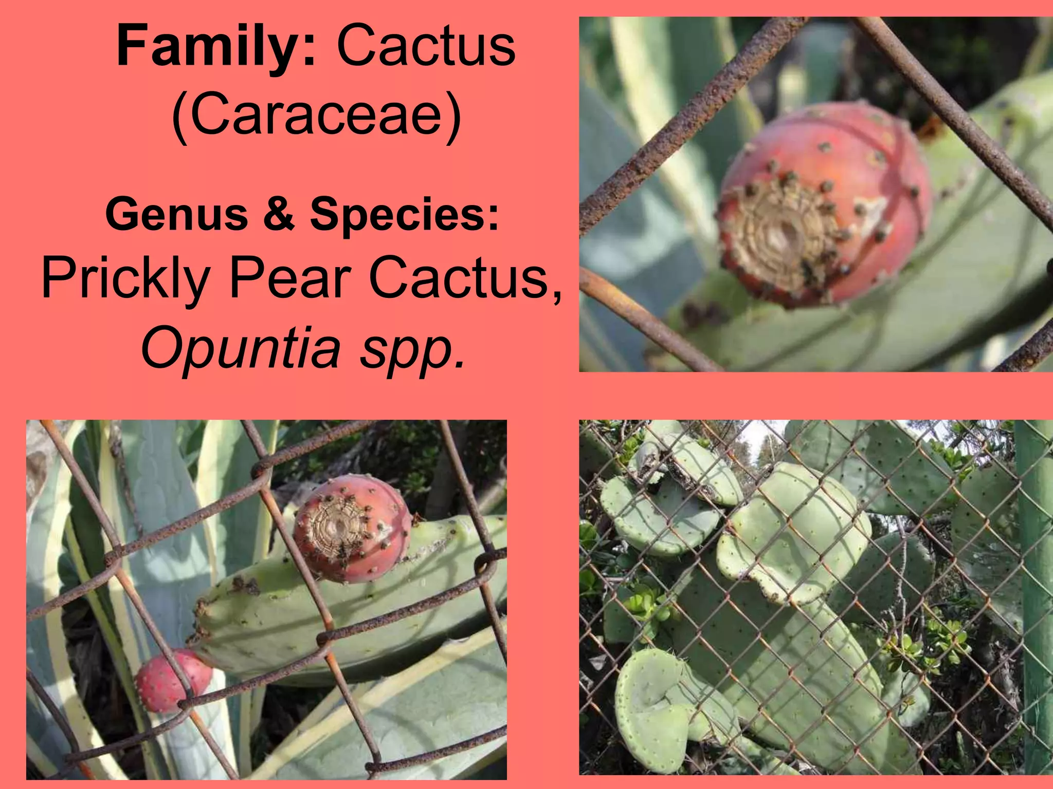 Family: Cactus (Caraceae)Genus & Species:Prickly Pear Cactus, Opuntia spp.