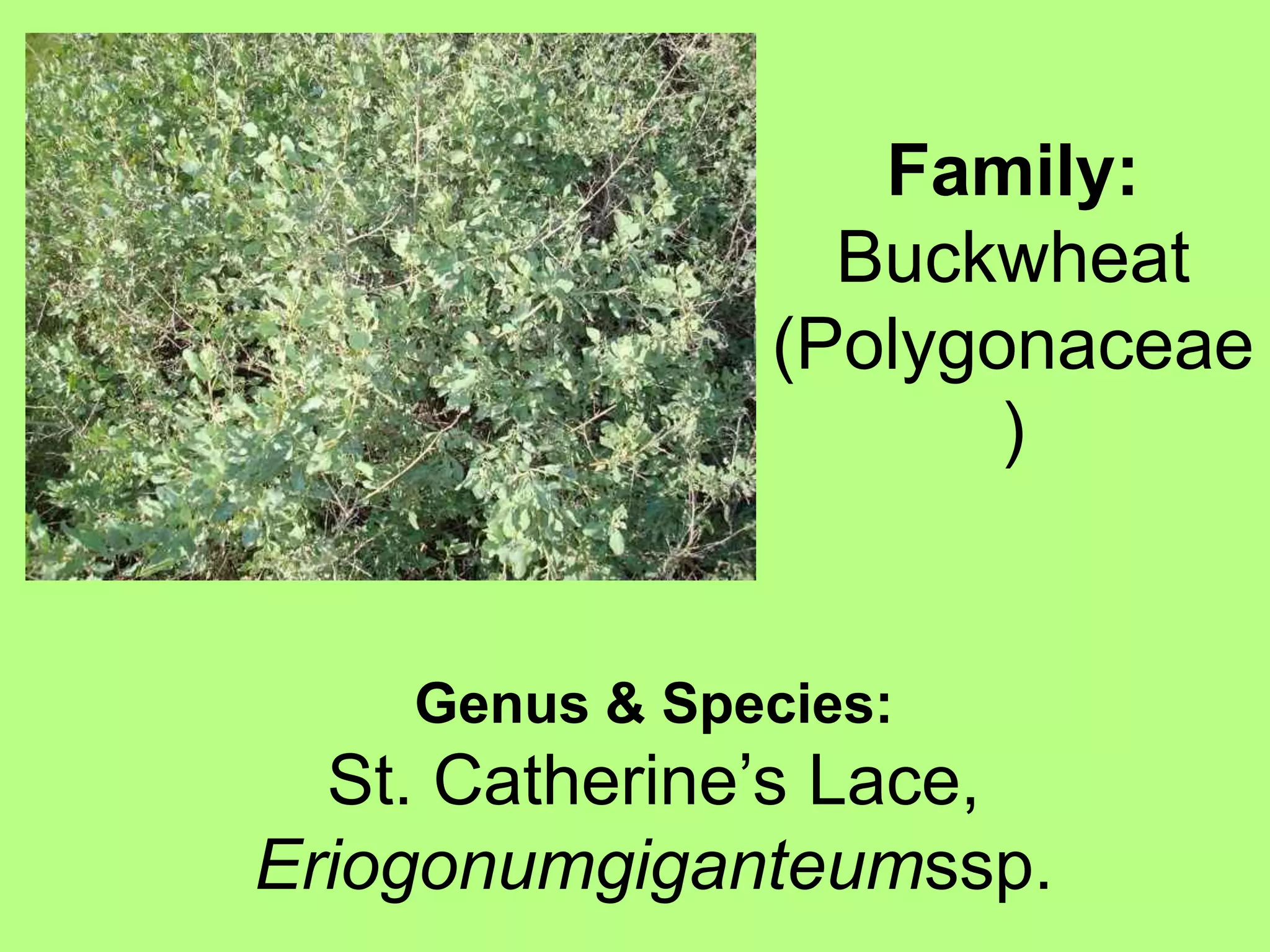 Family: Buckwheat (Polygonaceae)Genus & Species:St. Catherine’s Lace, Eriogonumgiganteumssp.