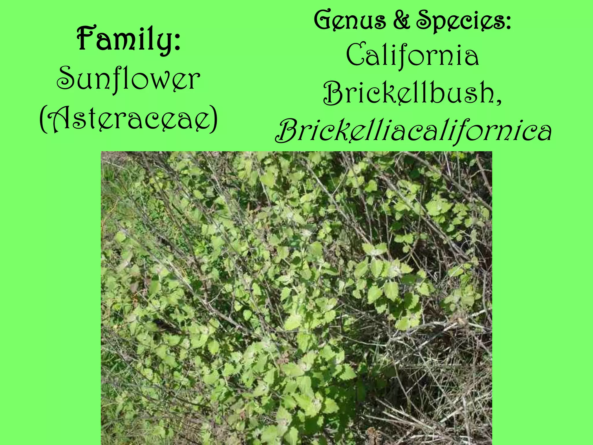 Genus & Species:California Brickellbush, BrickelliacalifornicaFamily: Sunflower (Asteraceae)