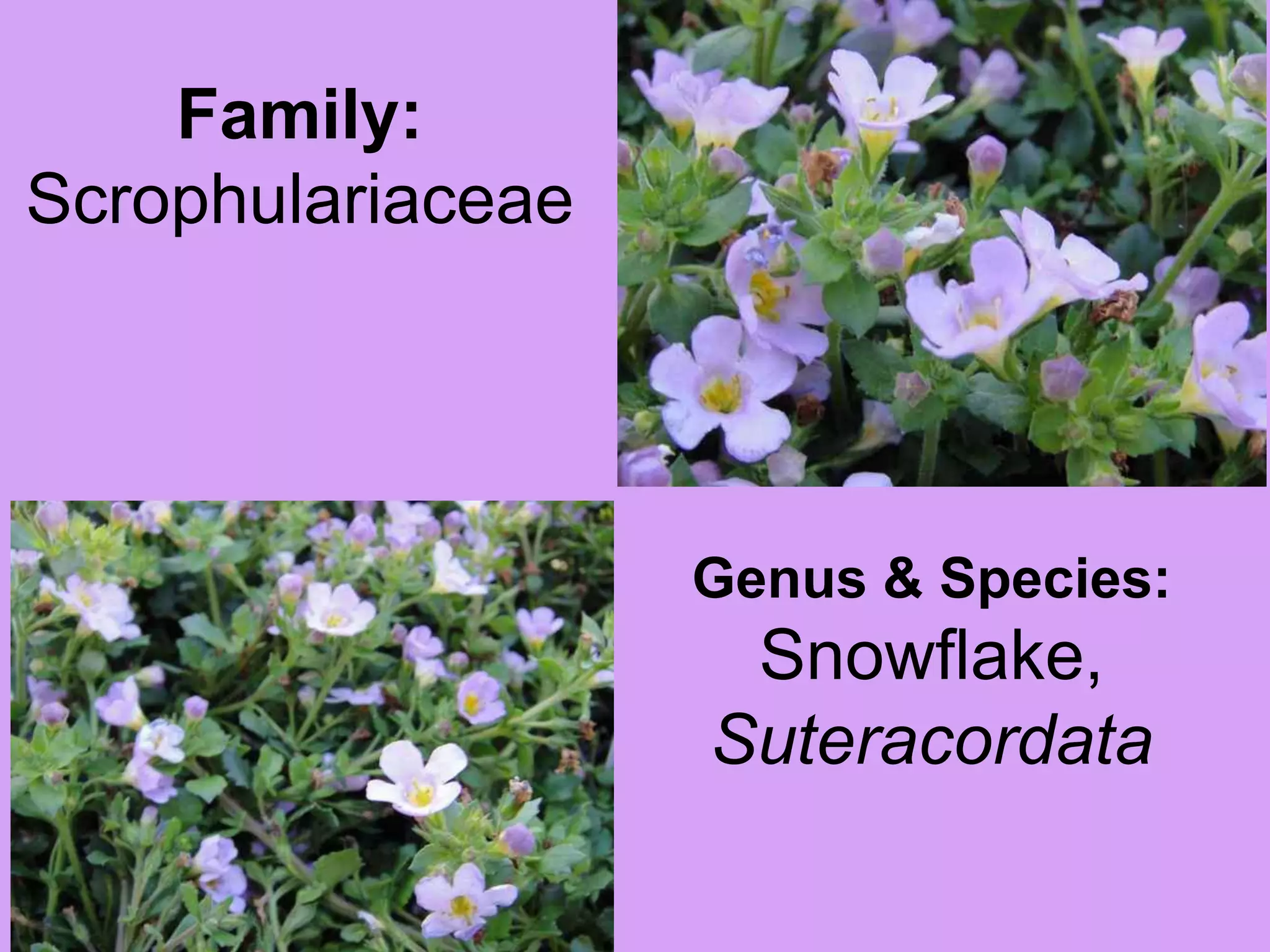 Family: ScrophulariaceaeGenus & Species:Snowflake, Suteracordata