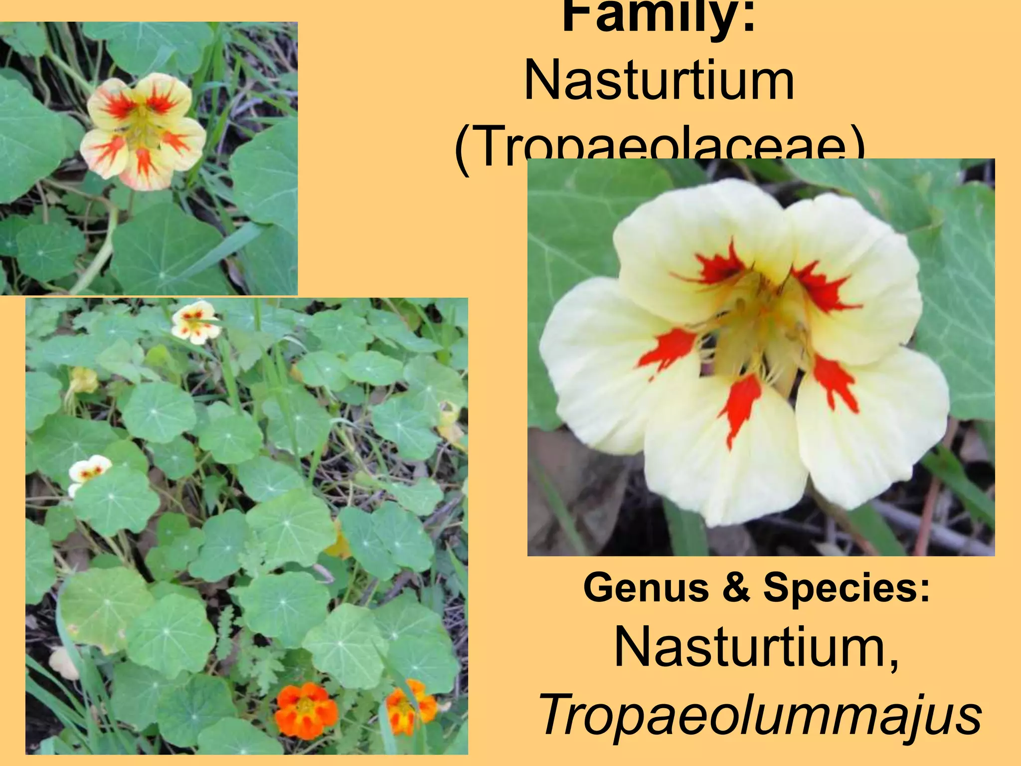 Family: Nasturtium (Tropaeolaceae)Genus & Species:Nasturtium, Tropaeolummajus
