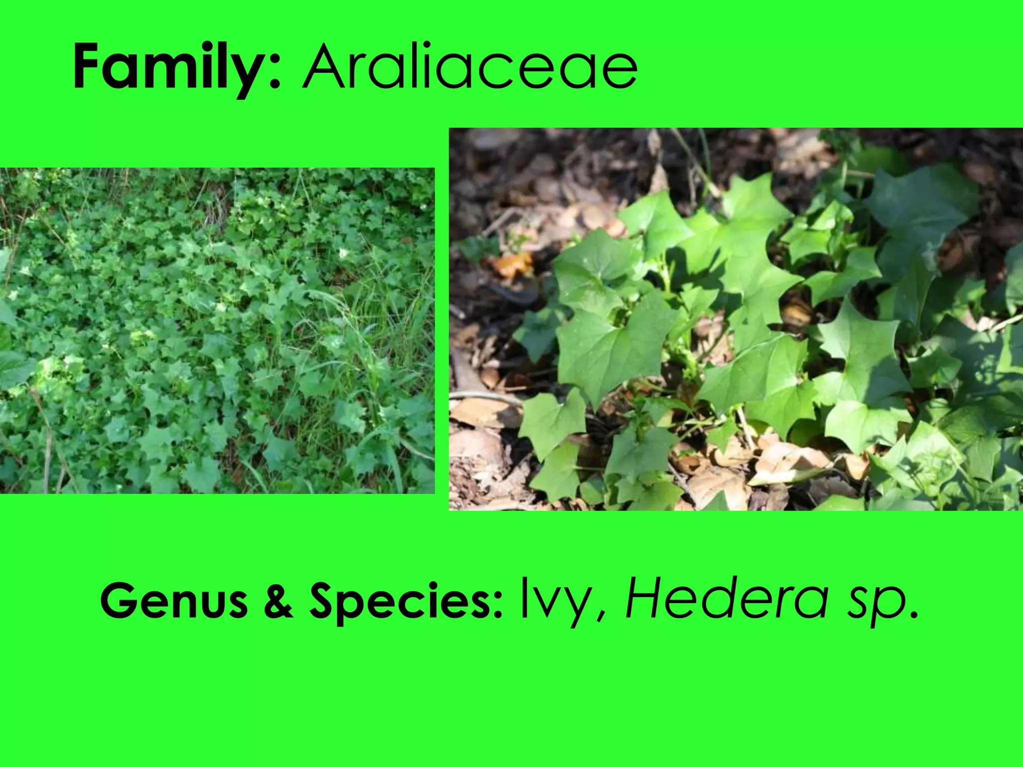 Family: AraliaceaeGenus & Species: Ivy, Hedera sp.