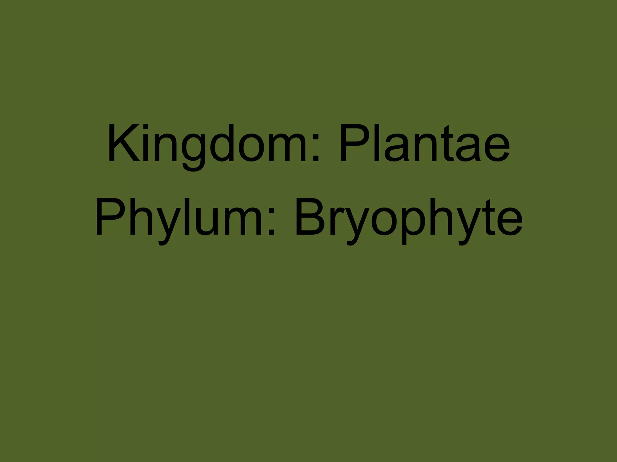 Kingdom: PlantaePhylum: Bryophyte