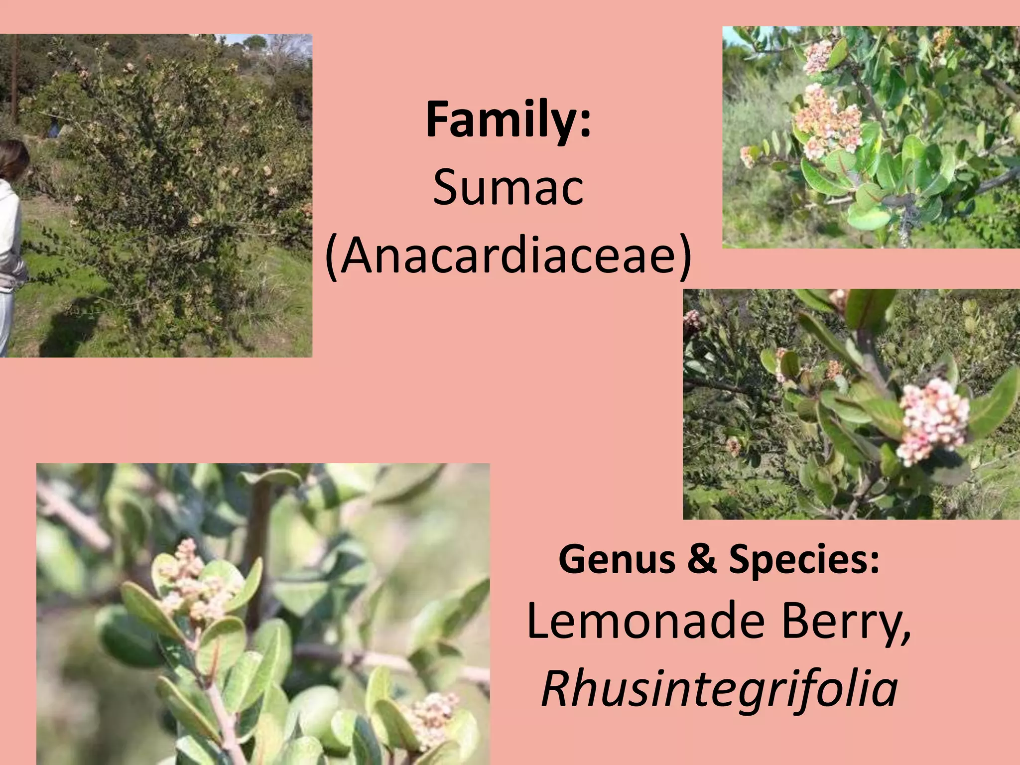 Family: Sumac (Anacardiaceae)Genus & Species:Lemonade Berry,Rhusintegrifolia